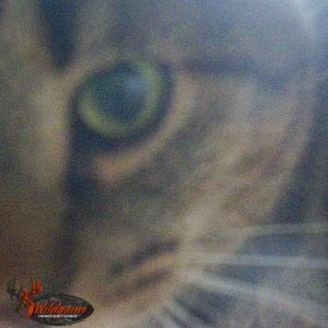 Meet your Posher, Wade